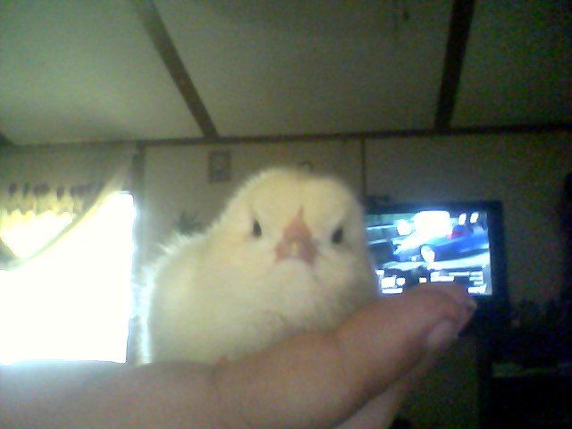 56092_snapshot_20100722_5.jpg