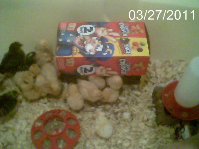 56092_snapshot_20110327_40.jpg