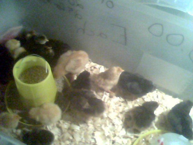 56092_snapshot_20110327_41.jpg
