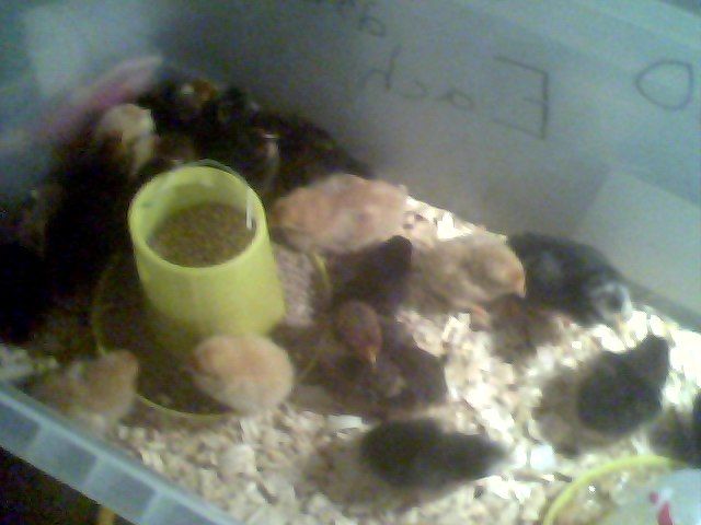 56092_snapshot_20110327_42.jpg