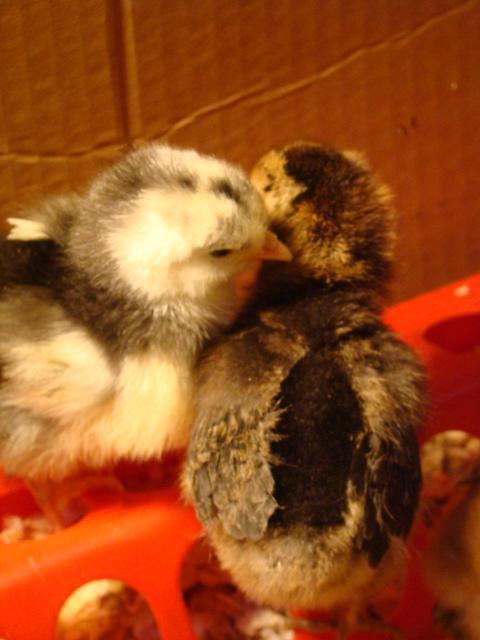 56093_104.jpg