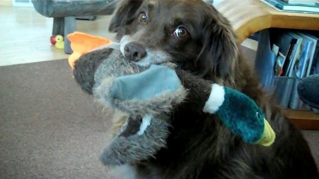 56124_bird_dog.jpg