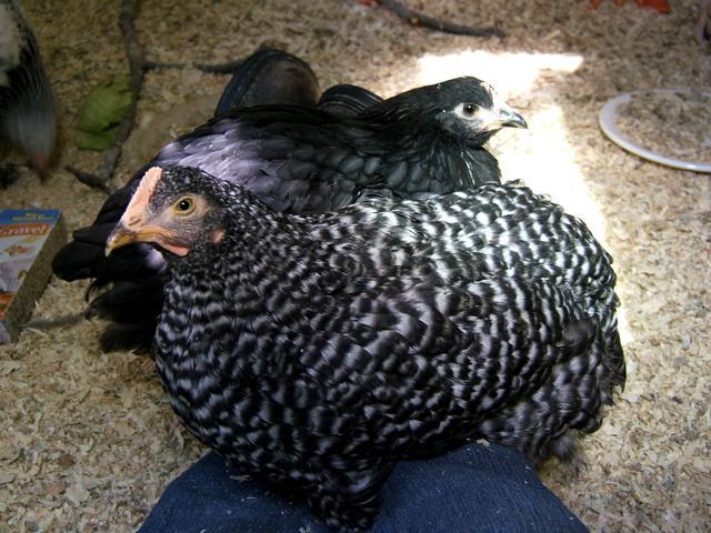 56124_leg_roosting2.jpg