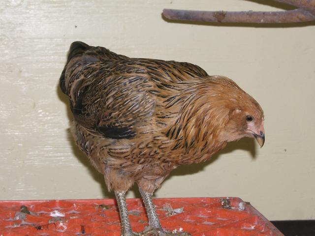 56124_roo1.jpg