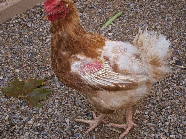 56164_blondie_feathers_img_3036cr2_1.jpg