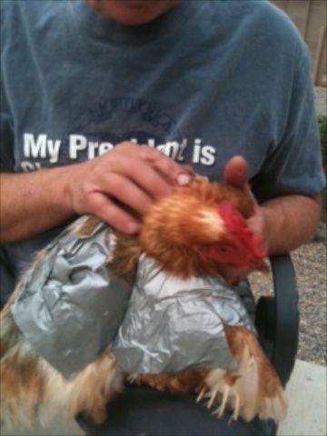 56164_duct_tape_chicken.jpg