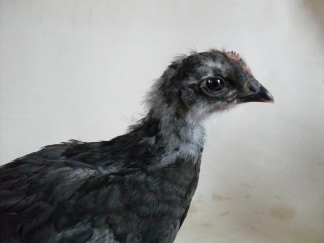 56168_13_days_old_jr_and_pullet_002.jpg