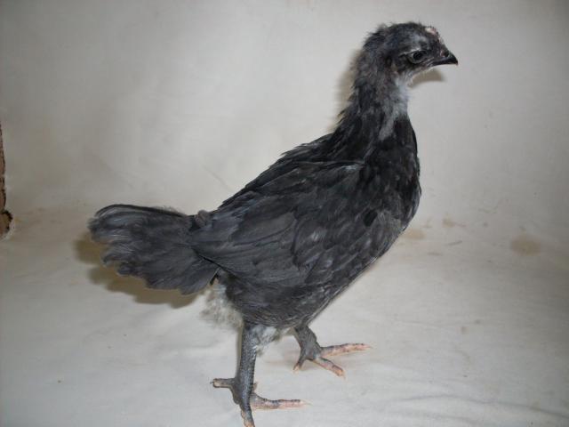 56168_13_days_old_jr_and_pullet_003.jpg