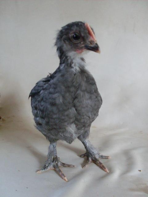56168_13_days_old_jr_and_pullet_006.jpg