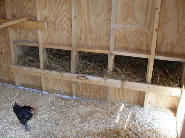 56168_coop_8-13-10_006.jpg