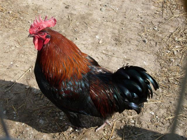 56168_hackle_saddle_flames_004.jpg