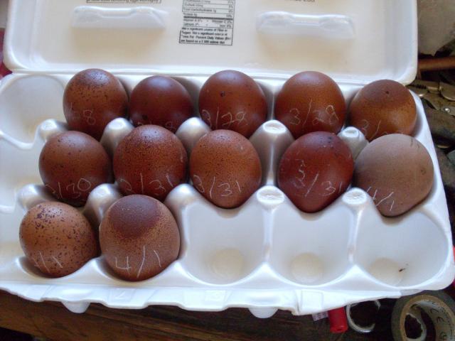 56168_my_eggs_set_4-2-11_001.jpg