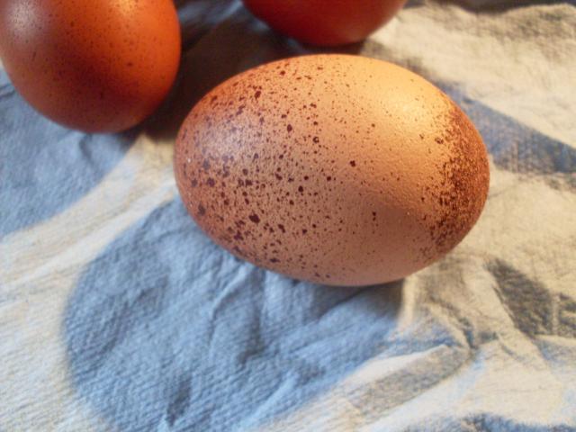 56168_new_layer_egg_3-24-11_003.jpg