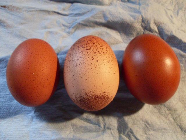 56168_new_layer_egg_3-24-11_004.jpg