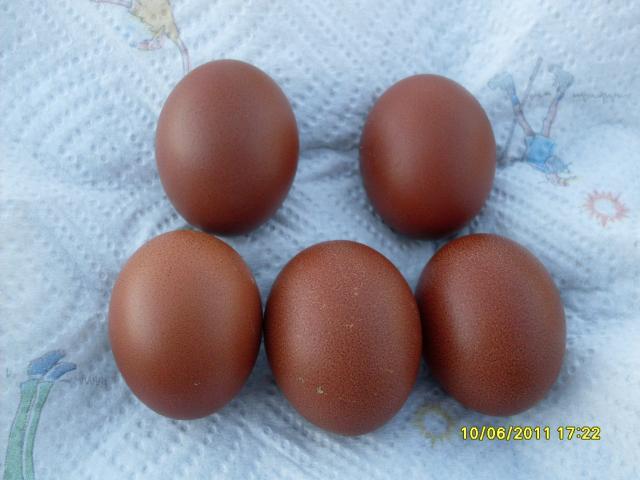 56168_new_layer_eggs_002.jpg