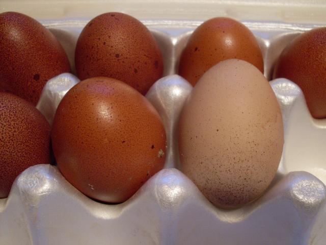 56168_odd_egg_1-24-11_003.jpg