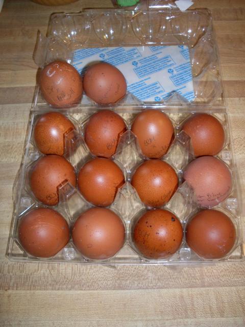 56168_pinks_eggs_2-17-11_002.jpg