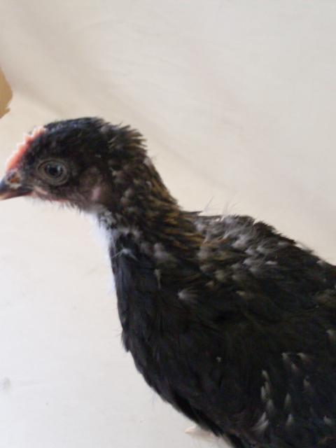 56168_pip_4_weeks_007.jpg