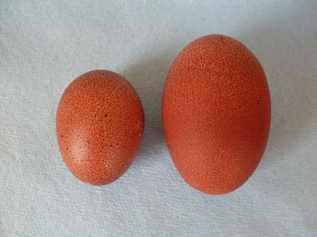 56168_prettys_5th_egg_12-3-10_001.jpg