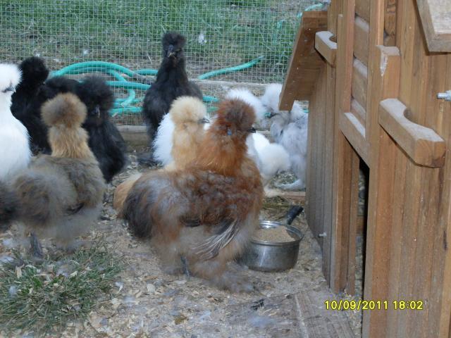 56168_silkies_14_weeks_007.jpg