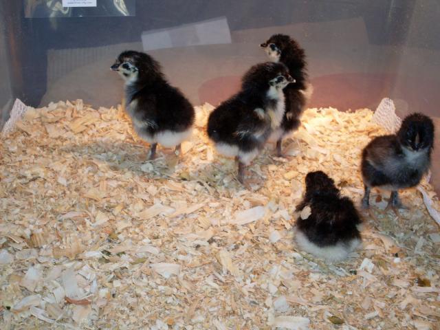 56168_tcs_chicks_9-9_and_9-10-10_002.jpg