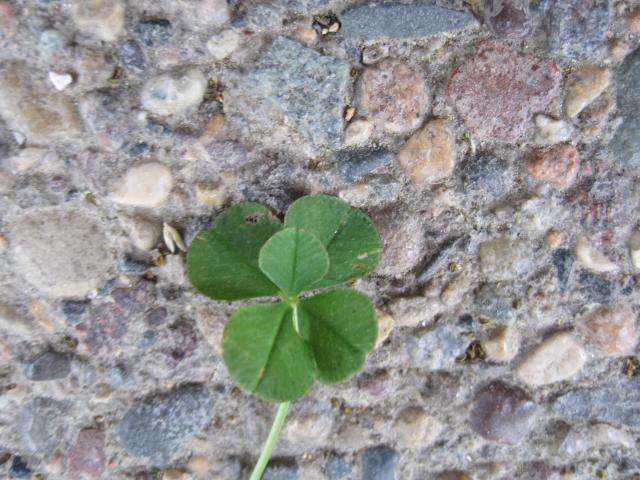 56209_5leaf_clover.jpg