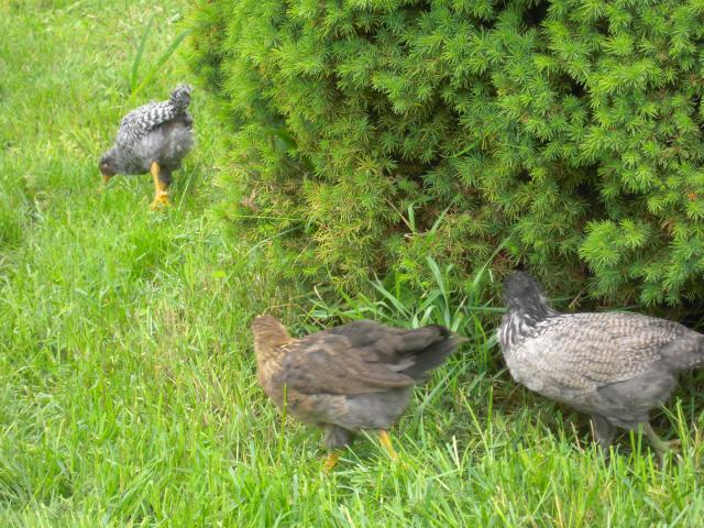 56235_chicks_041.jpg