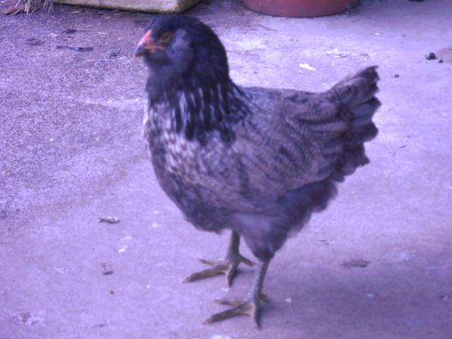 56235_chicks_109.jpg