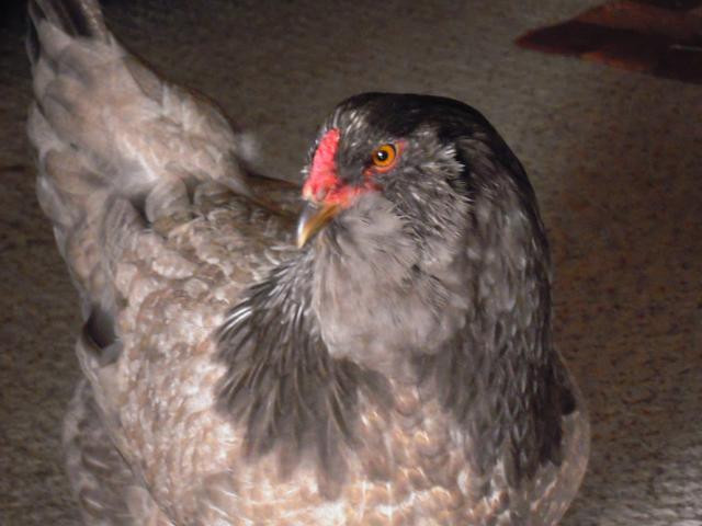 56235_first_eggs_party_time_047.jpg