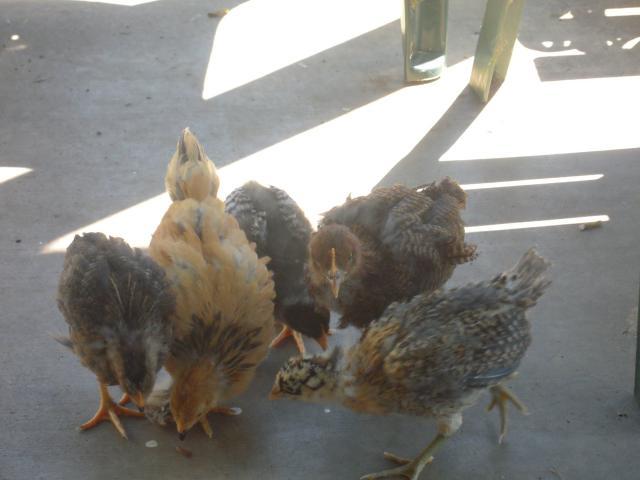 56235_spirits_and_chicks_139.jpg