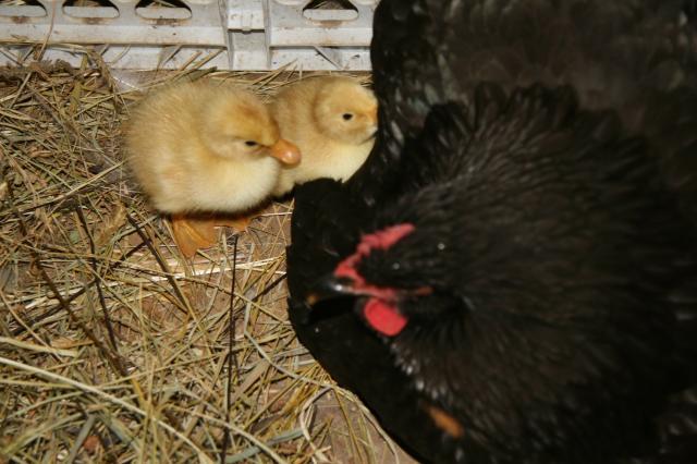 56251_gypsy_and_shilo_20110620_5118.jpg
