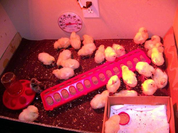 56293_all_peeps.jpg