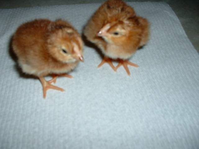 5630_first_hatch_feb_26_007.jpg