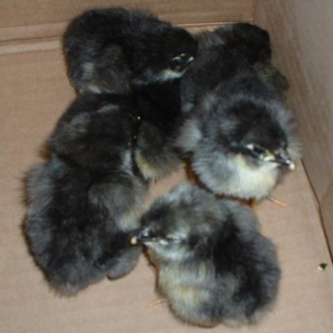 5630_orp_chicks.jpg