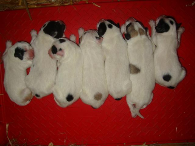 5630_puppies_1_day.jpg