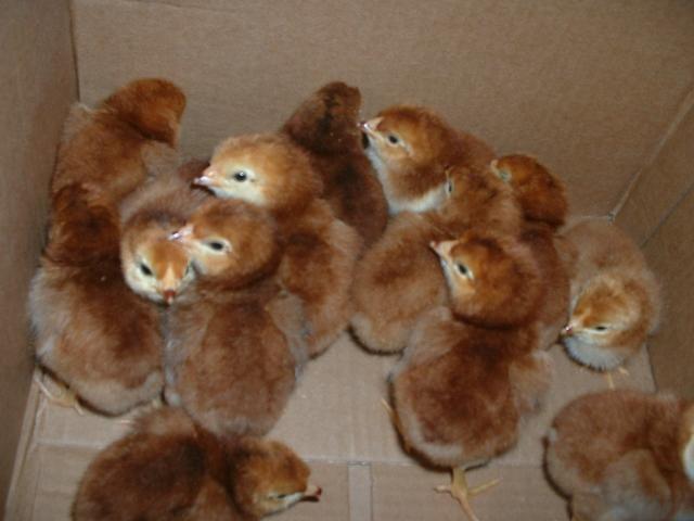 5630_rir_chicks.jpg