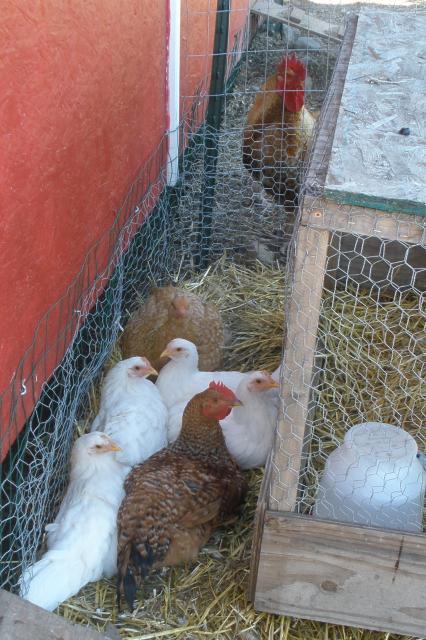 56316_wlh_fr_pullets_and_rirx_cockerel_9_wks_old.jpg