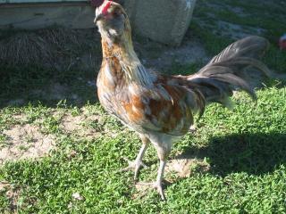 56324_ameraucana_cockerel2010.jpg