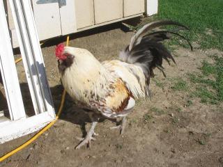 56324_ameraucana_rooster.jpg