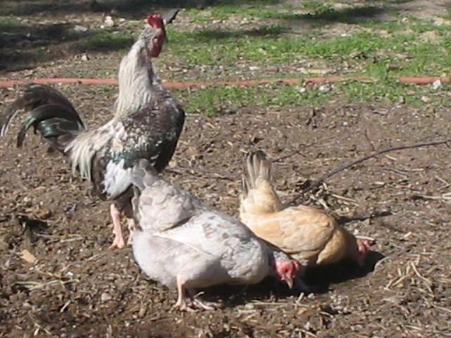 56324_bantemrooster--hens.jpg