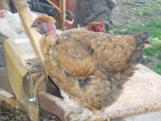 56324_chickens10.jpg