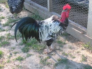 56324_turken_rooster.jpg