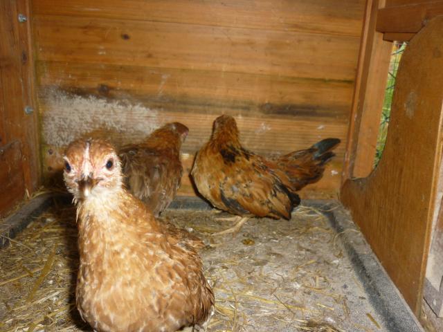 56402_chickens_001.jpg