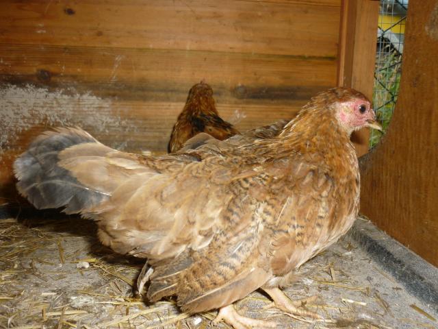 56402_chickens_002.jpg
