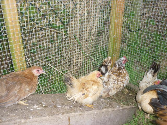 56402_chickens_003.jpg