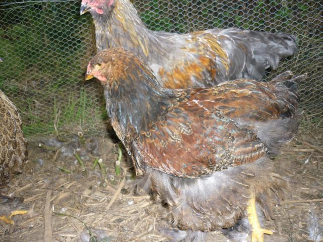 56402_chickens_010.jpg