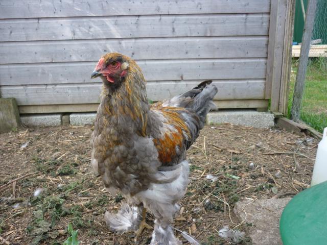 56402_chickens_012.jpg