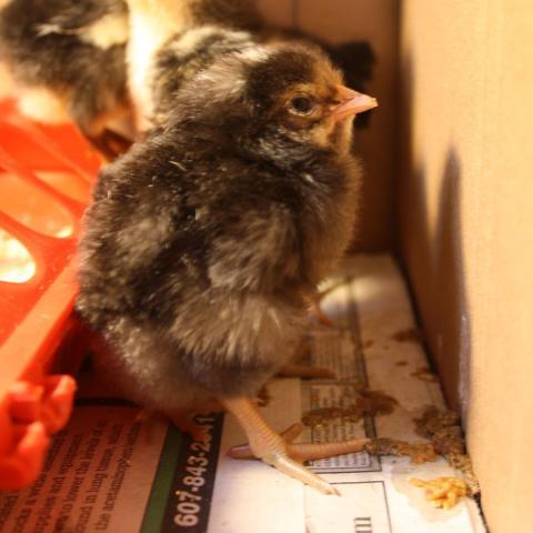 56429_chick.jpg