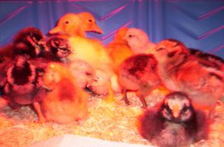5643_chicks_may8_001.jpg