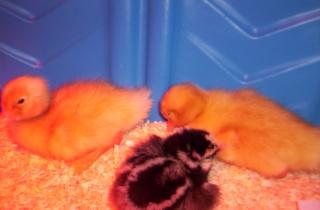 5643_chicks_may8_007.jpg